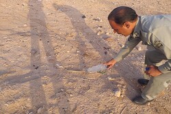 یک حلقه «افعی» گرزه در منطقه حفاظت شده طالو و شیربند دامغان رهاسازی شد