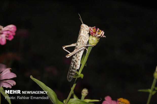 Nightly fight against field locusts