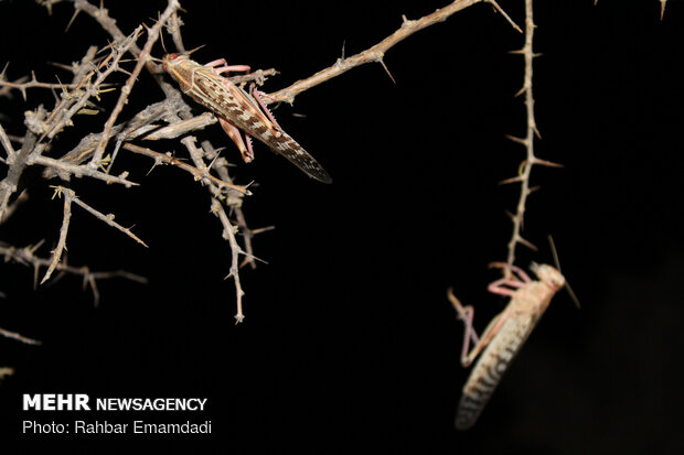 Nightly fight against field locusts