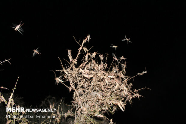 Nightly fight against field locusts