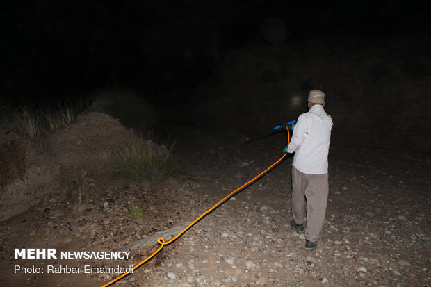 Nightly fight against field locusts