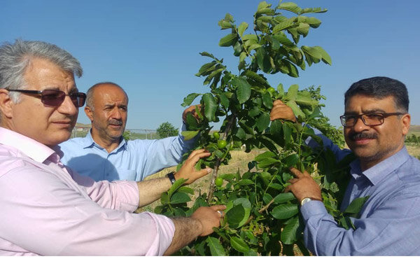 مدیرکل دفتر میوه های سردسیری از باغ مدرن گردو در قزوین بازدید کرد