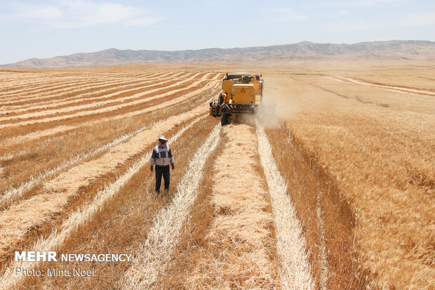 Wheat harvest in Ardabil province