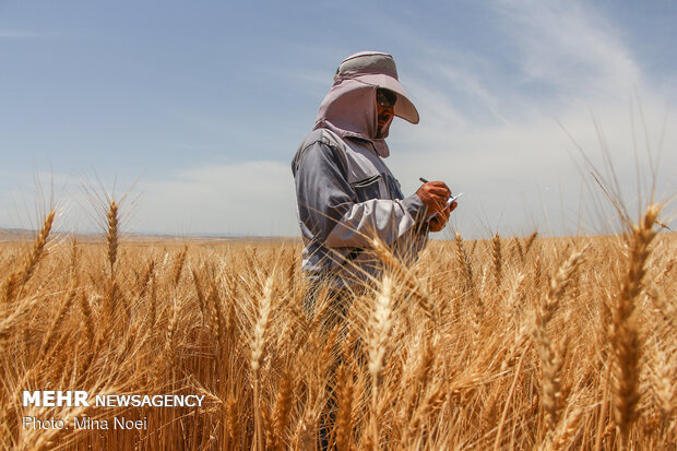جني القمح في محافظة "اردبيل" الايرانية 