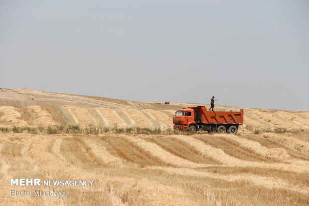 Wheat harvest in Ardabil province