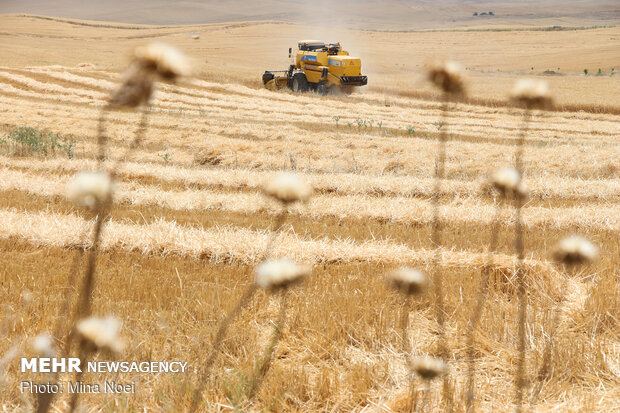 جني القمح في محافظة "اردبيل" الايرانية 