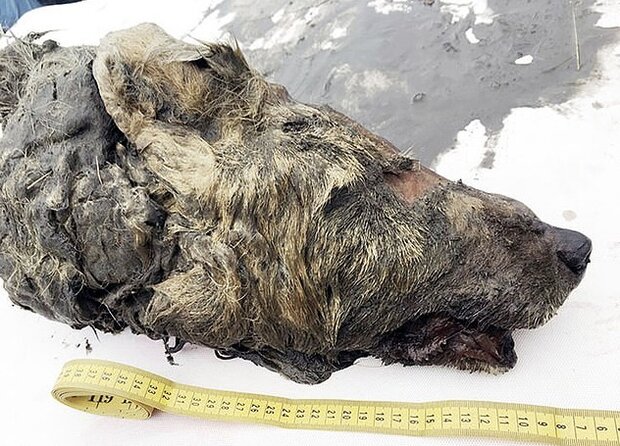 سر یک گرگ ۴۰ هزارساله در سیبری کشف شد