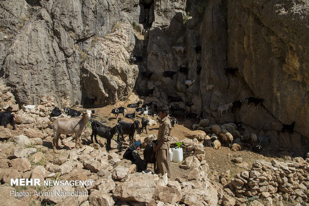 العشائر المتنقلة في جبال "هورمان" غربي ايران