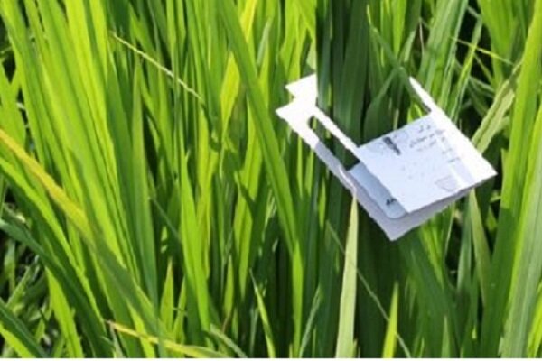 رشت- رئیس جهاد کشاورزی گیلان از کنترل بیولوژیک کرم ساقه خوار برنج در دو...