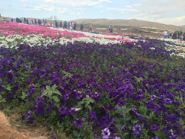 باغ گل های پژمرده شیراز/ استانداردی که رعایت نشد