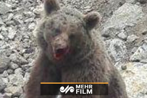 سنگ زدن عده‌ای بی‌فرهنگ باعث کشته شدن خرس شد