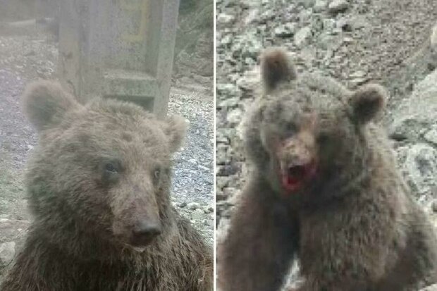 حکم بازداشت خاطیان آزار و اذیت خرس در ارومیه صادر شده است