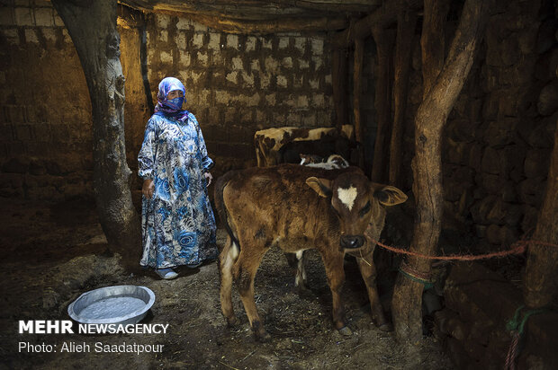 Key role of women in economy of rural families in NW Iran 