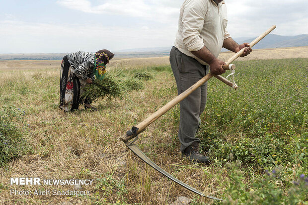 Key role of women in economy of rural families in NW Iran 