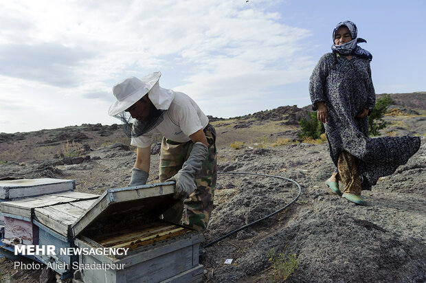 Key role of women in economy of rural families in NW Iran 