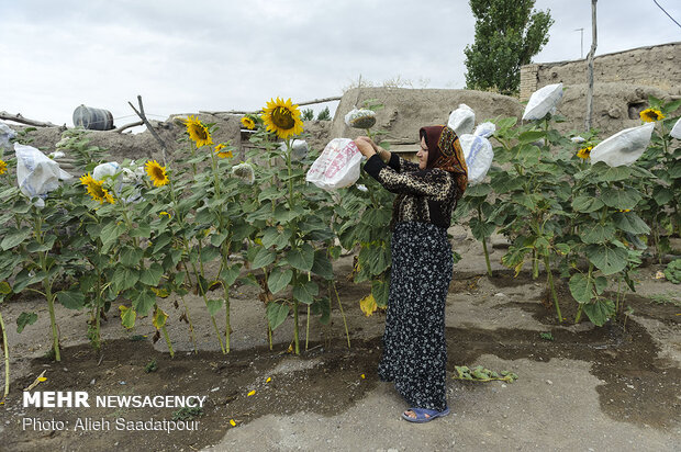 بانوان توانمند روستایی