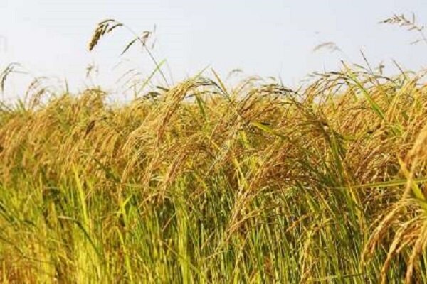 حمایت از کشت برنج به روش«خشکه کاری» در استان ایلام