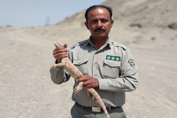 یک گونه بزمجه در زاهدان زنده گیری و رها سازی شد