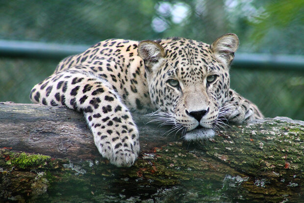 VIDEO: Persian leopard captured on camera in Savadkuh 