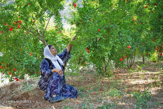 Breadwinner women in Uraman
