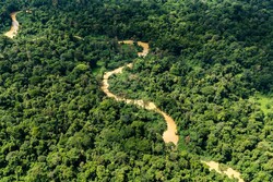 Robust and coordinated action needed to save Asia-Pacific’s forests: new FAO report