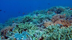 Half of corals survived bleaching in Chabahar Port