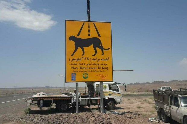 تابلوهای هشدار دهنده مسیر تردد یوز آسیایی در استان سمنان نصب شد