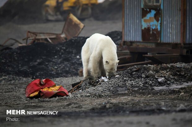 خرس قطبی سرگردان در سیبری‎