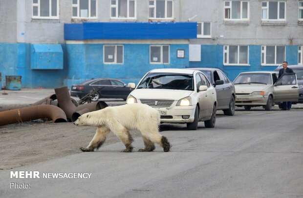 خرس قطبی سرگردان در سیبری‎