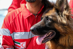 VIDEO: Red Crescent rescue dogs applauded by Iranians