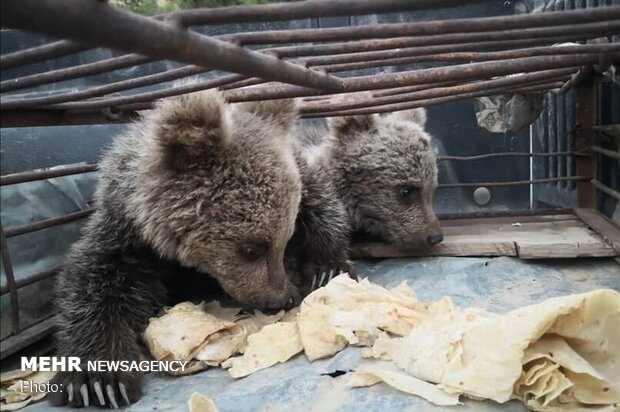 سنگ پراکنی علت مرگ توله خرس قهوه ای در سوادکوه بوده است