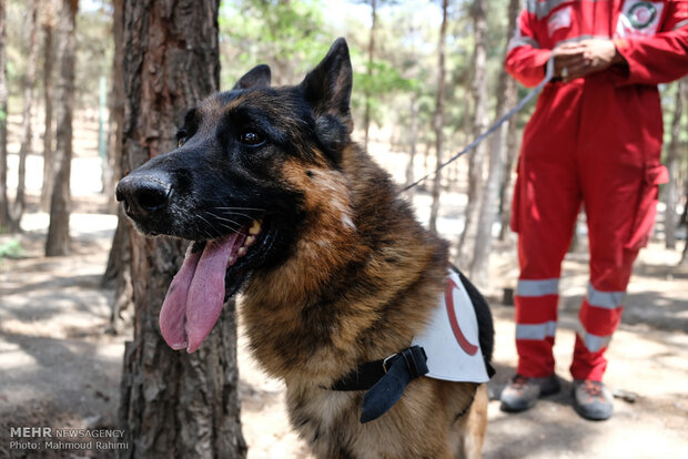 Red Crescent sniffing dogs drill in Tehran