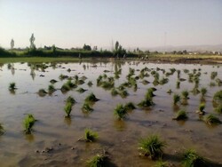 محدودیت کِشت برنج در لرستان/ باران نبارد خسارت‌ها بیشتر می‌شود