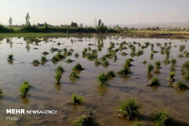 تغییر تاریخ کشت و استفاده از باران مسیر گذر از بحران کم آبی