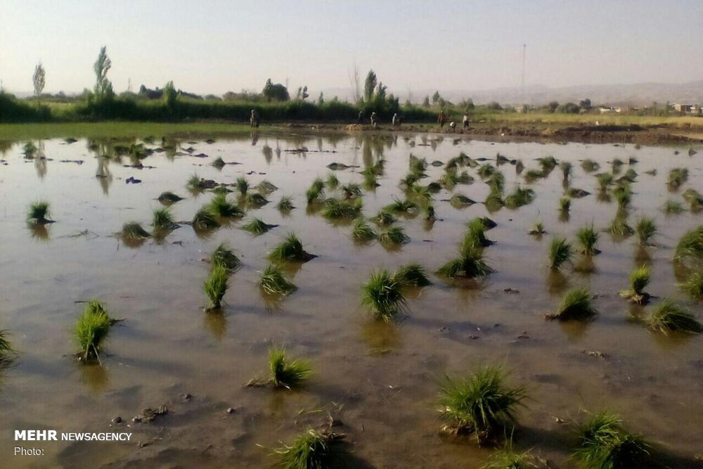 ممنوعیت کشت برنج در حوزه کرخه