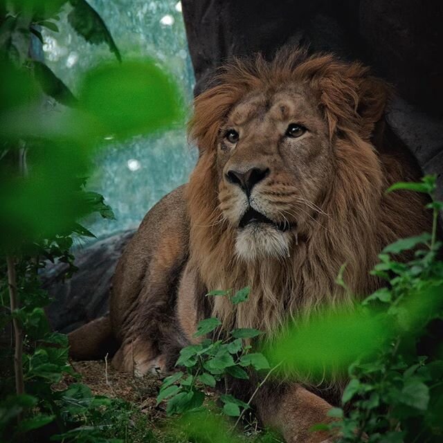 ‘efforts Being Made To Save Persian Lion From Extinction Tehran Times