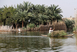 Shadegan wetland water level rises after heavy rain