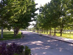‘Trees, vegetation not a solution to urban air pollution’