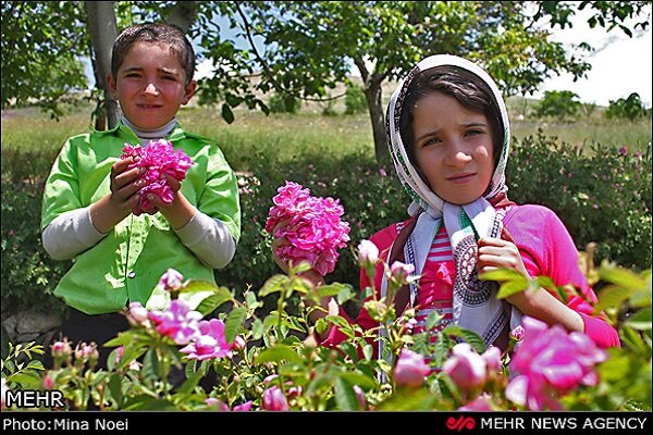 مرکز گل محمدی کشوردرحسرت جرعه ای گلاب/صنایع تبدیلی خیالی بیش نیست