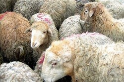 کشف ۱۲۰ راس گوسفند قاچاق از حیاط یک منزل مسکونی در جهرم
