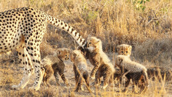 DOE plans on live capture of cheetahs for conservation