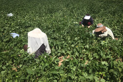 پیش‌بینی برداشت۷۰۰ تن حبوبات در شهرستان دره شهر