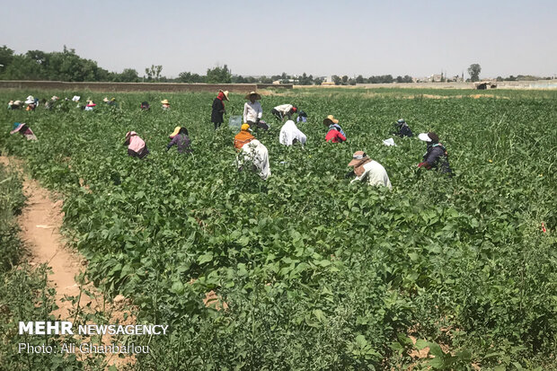 Harvesting green bean in farms near Tehran 