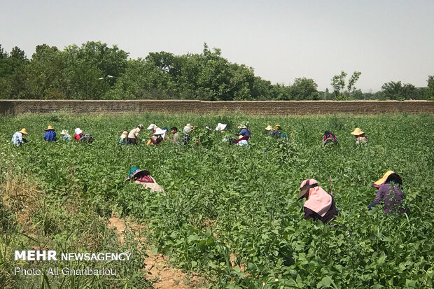 Harvesting green bean in farms near Tehran 