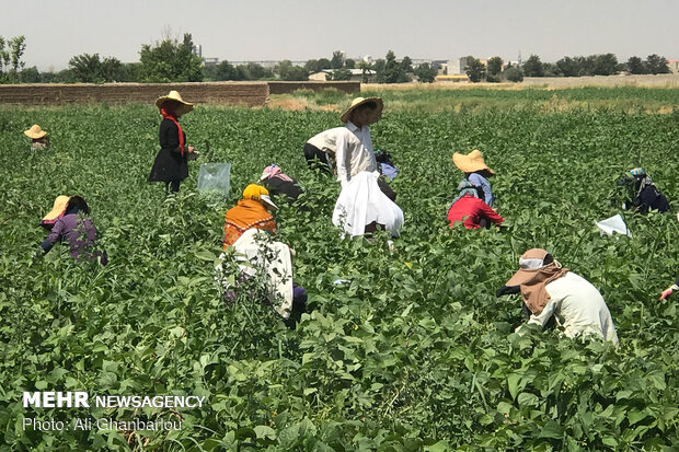 Harvesting green bean in farms near Tehran 