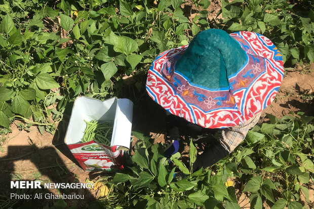برداشت لوبیا سبز از مزارع اطراف تهران