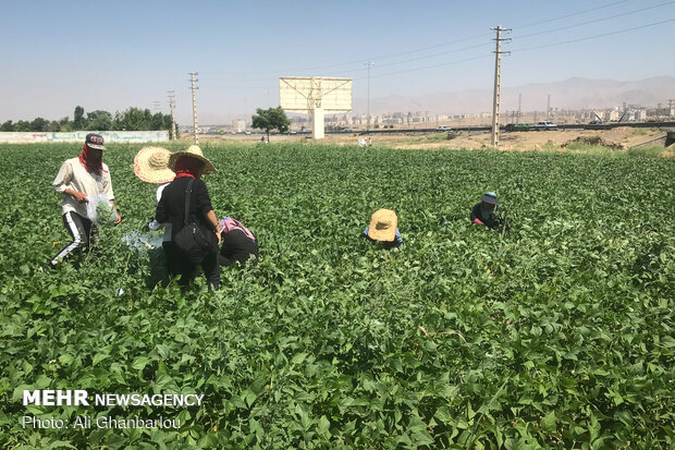 Harvesting green bean in farms near Tehran 