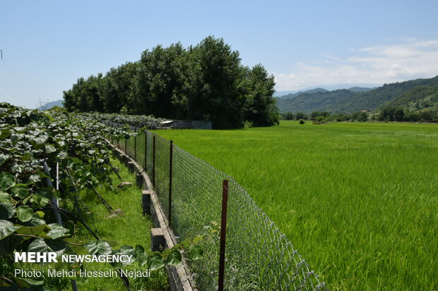 Charming scenery of rice farms in Astara