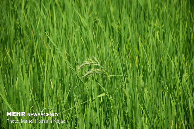 Scenic beauty of rice farms in Astara