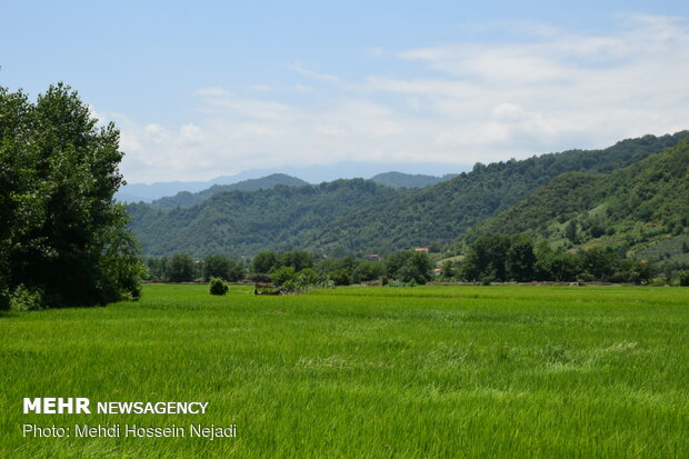 Scenic beauty of rice farms in Astara